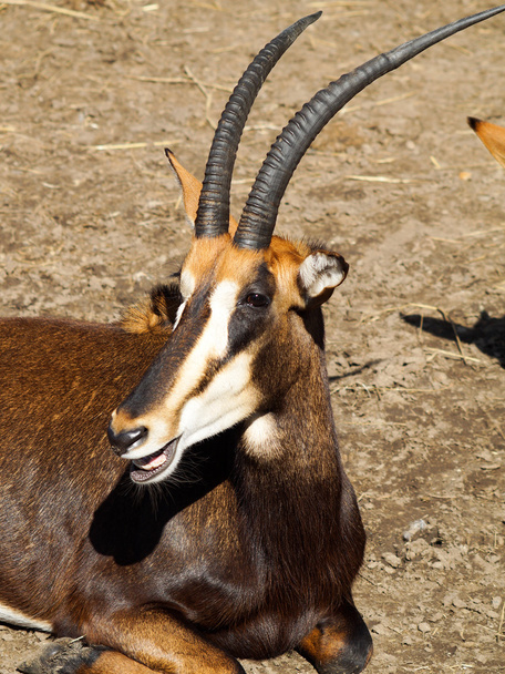 Antilope zibellino raro
 - Foto, immagini
