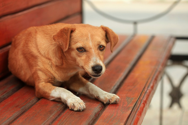rode hond op Bank - Foto, afbeelding