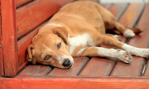 κόκκινο σκύλο σε παγκάκι - Φωτογραφία, εικόνα