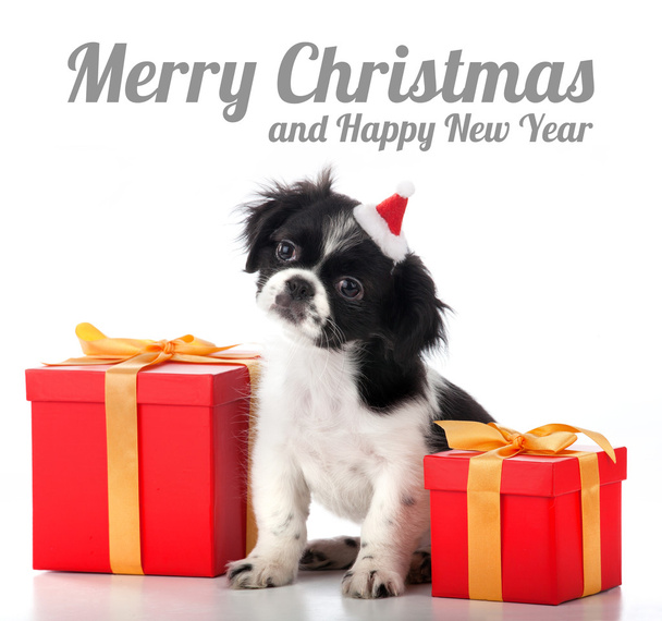 Merry Christmas - dog, grettings - Zdjęcie, obraz