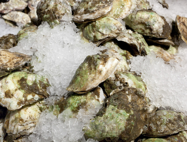 Oysters on ice for sale - Photo, Image