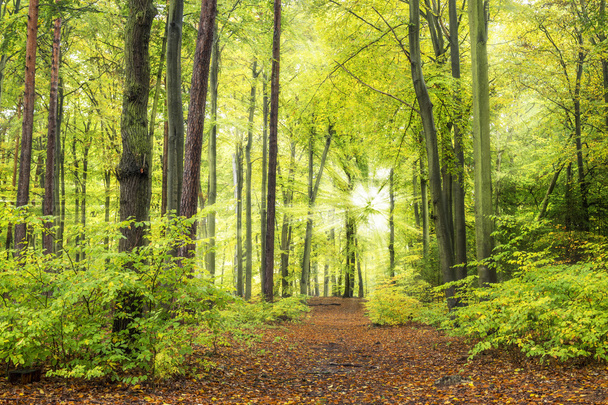 Forest with sun rays - Fotografie, Obrázek