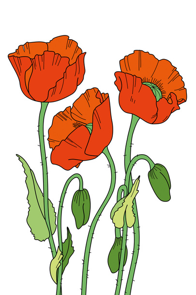 Esquema dibujado a mano de amapolas rojas
 - Vector, imagen