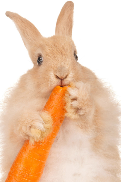 niedliches Kaninchen - Foto, Bild