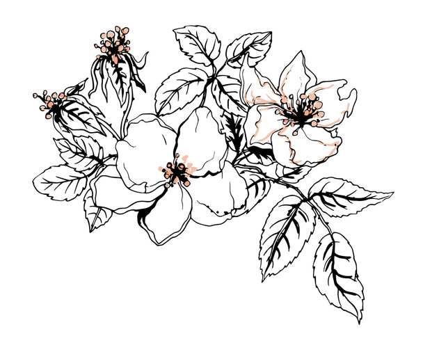 Cherry flowers in blossom - Vector, Image