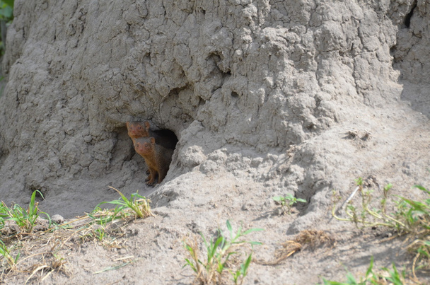 Mangusto Helogale parvula em termitário
 - Foto, Imagem