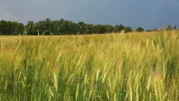 Waving green summer wheat field - Záběry, video