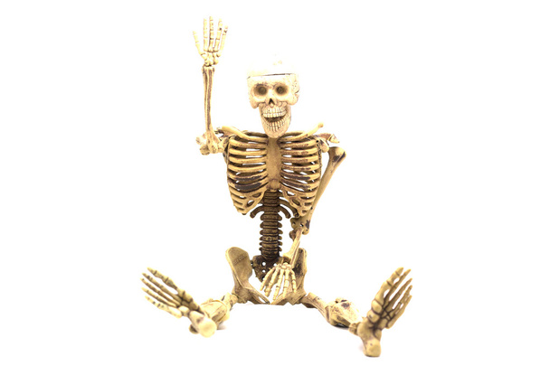 human skeleton isolated on white background - Photo, Image
