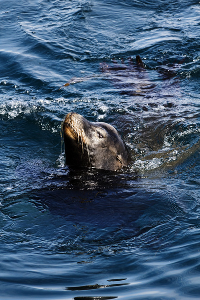Sea Lion Swimming In Monterey Bay California - Фото, зображення
