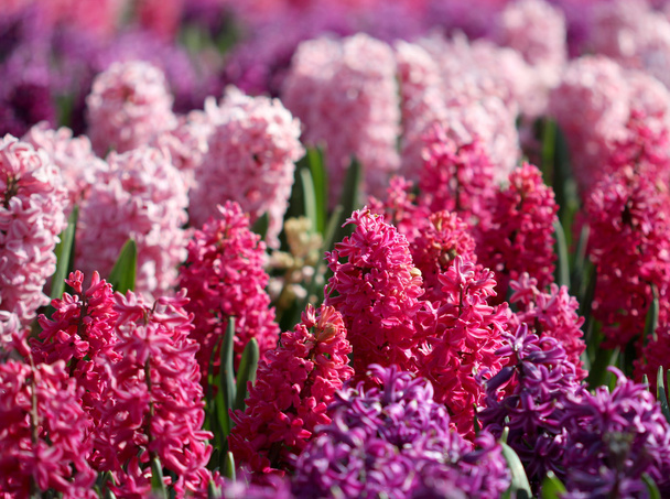 Many colorful hyacinths growing under the spring sunlight in the park - Photo, Image