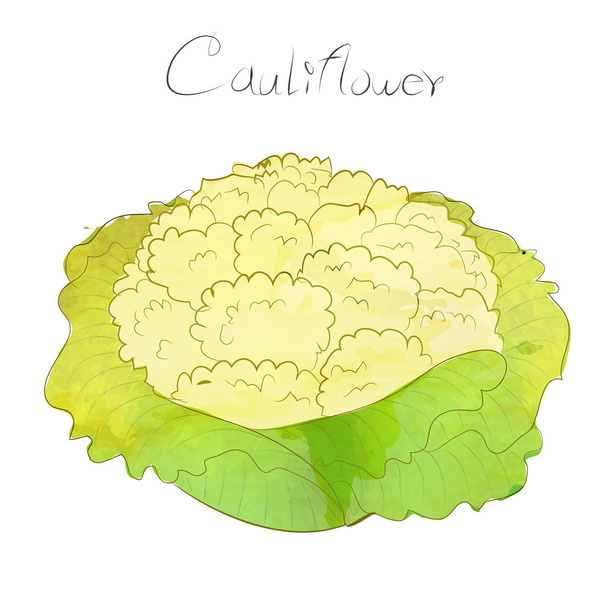 Cauliflower vector design with water color - Διάνυσμα, εικόνα