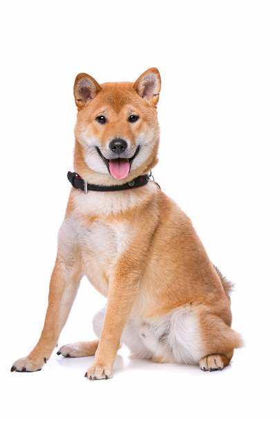 Shiba Inu dog - Φωτογραφία, εικόνα