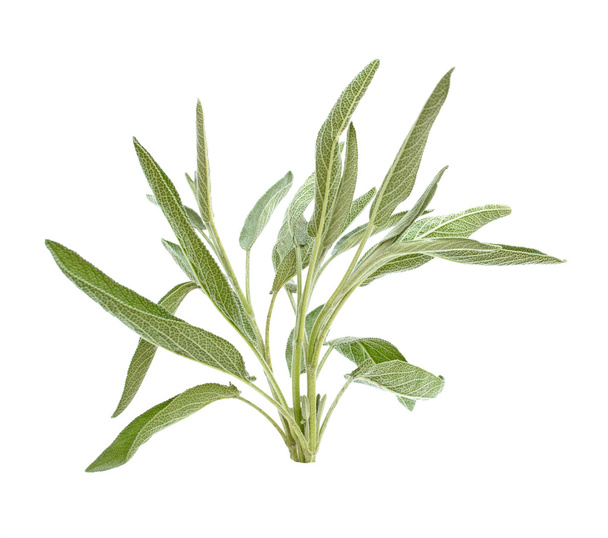 Salvia haara eristetty valkoinen
 - Valokuva, kuva