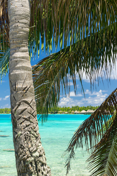 Paradise view atolu Rangiroa, Francouzská Polynésie - Fotografie, Obrázek