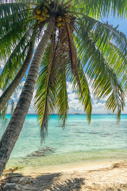 ランギロア環礁、フランス領ポリネシアの楽園のビュー - 写真・画像