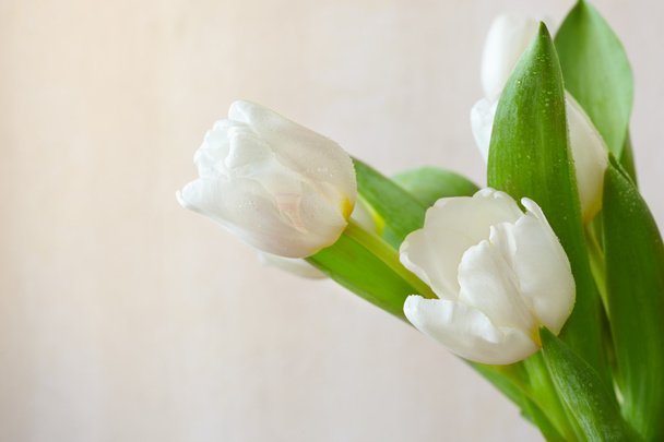 Tulipanes blancos frescos
 - Foto, Imagen