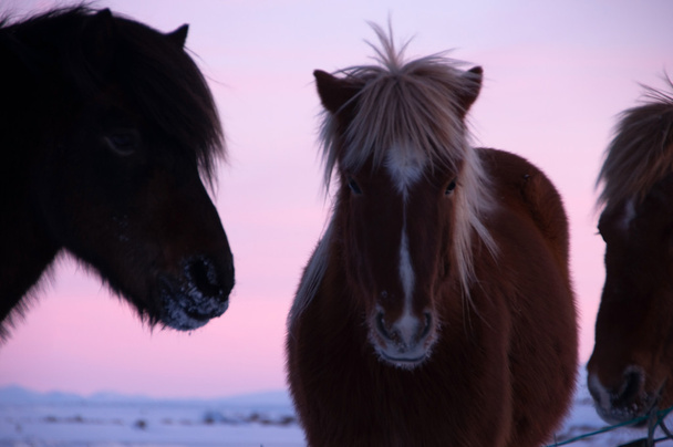 Ponys em Valley Haukadalur, Islândia
 - Foto, Imagem