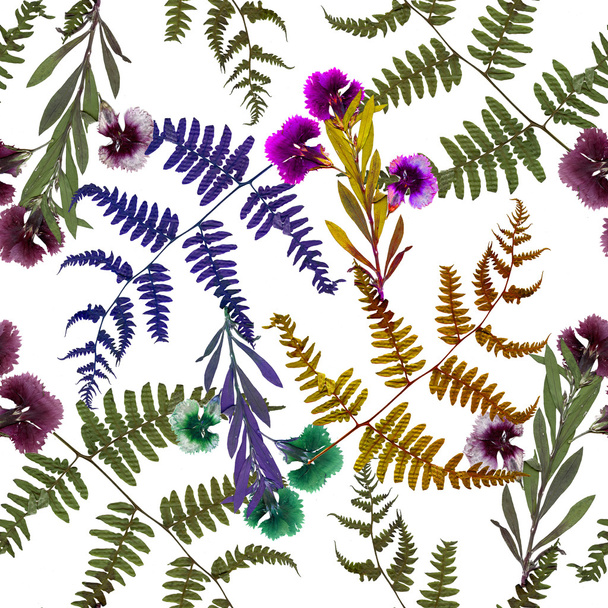 Herbarium plants background - Photo, Image