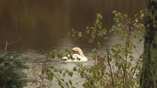 Swan in the pond - Footage, Video