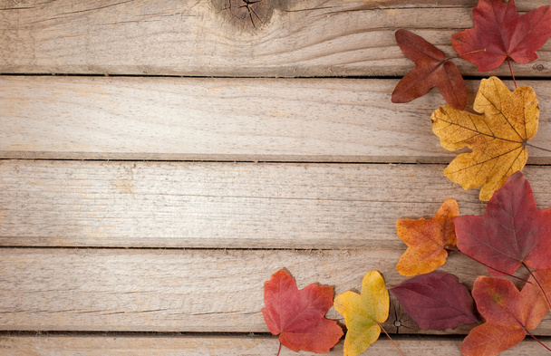 Autumn wood background - Photo, Image