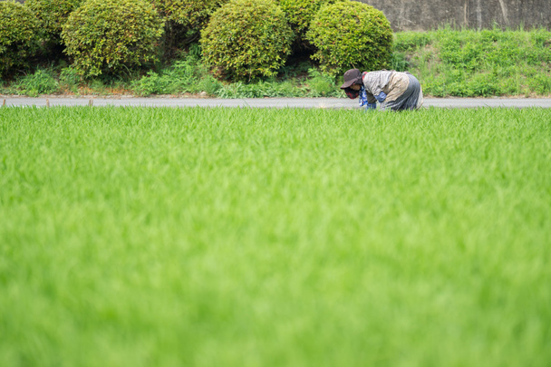 Pirinç ekimi ve çiftçi - Fotoğraf, Görsel