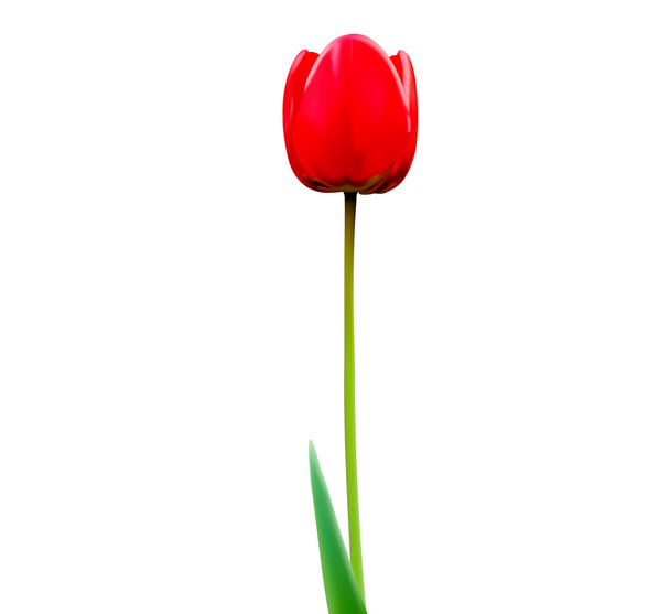 Tulpe auf weißem Hintergrund - Vektor, Bild
