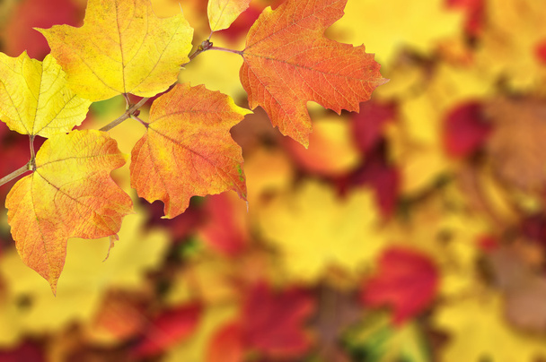 autumn leaves background - 写真・画像