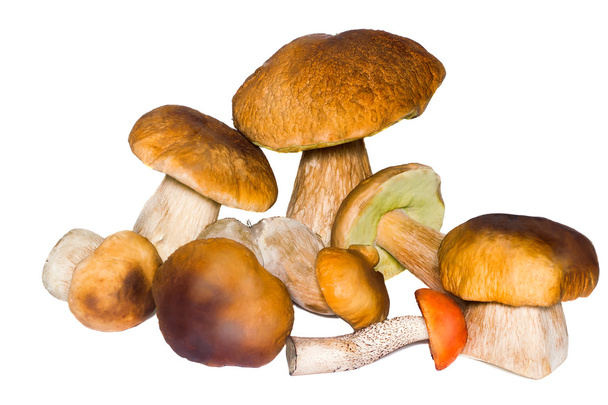 Beautiful mushrooms on a white background. - Photo, Image