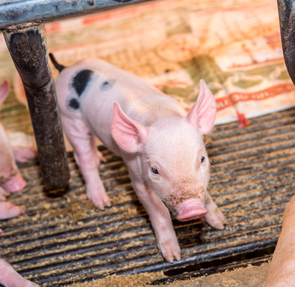 Adorabile porcellino in gabbia di ferro, simpatico maiale appena nato
 - Foto, immagini