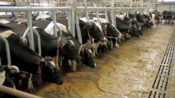Farma pro chov krav - Záběry, video