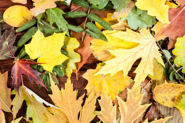 hojas de otoño fondo. - Foto, imagen