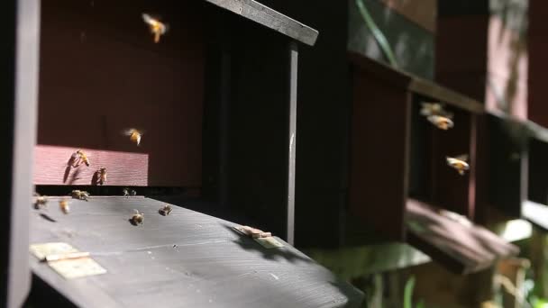 mehrere Bienenstöcke im Bienenhaus mit Bienenstock-Eingang im vorderen Bereich - Filmmaterial, Video