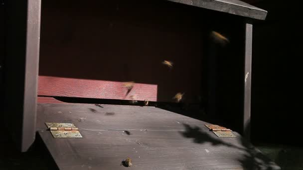 Las abejas entran y salen de la entrada de la colmena
 - Metraje, vídeo