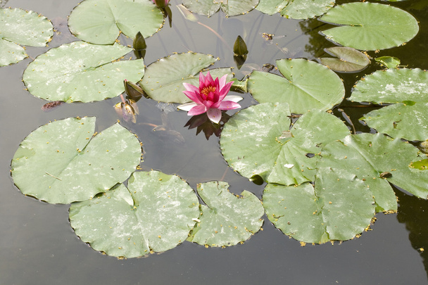 Nymphaea, water lilly - Foto, afbeelding