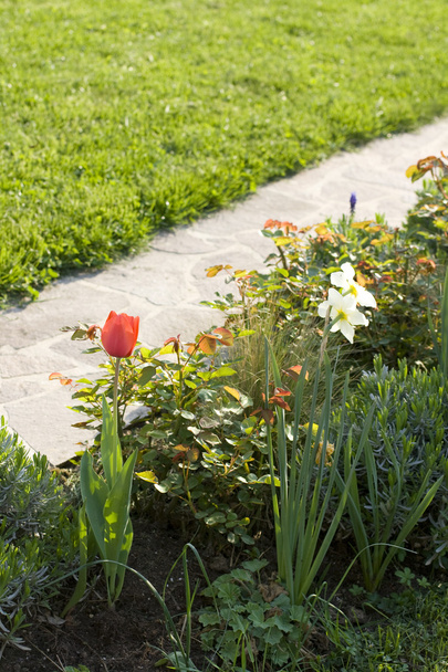 bílé narcisy a červený Tulipán - Fotografie, Obrázek