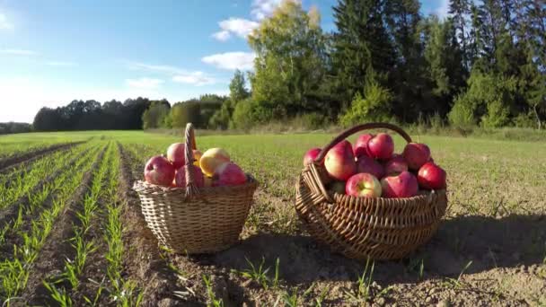 two full wicker baskets on summer end agriculture field with fresh apples. Timelapse 4K - Footage, Video