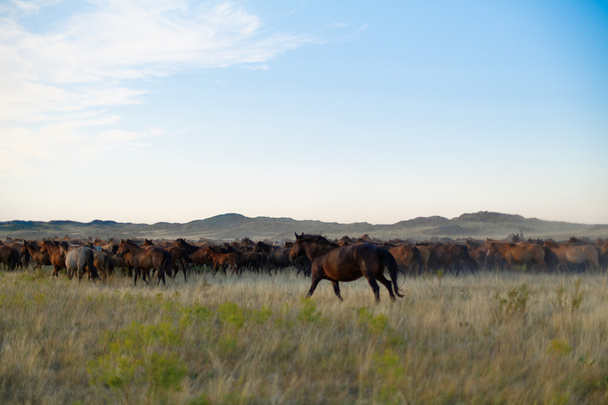 Herd of horses in kazakh steppe - Φωτογραφία, εικόνα