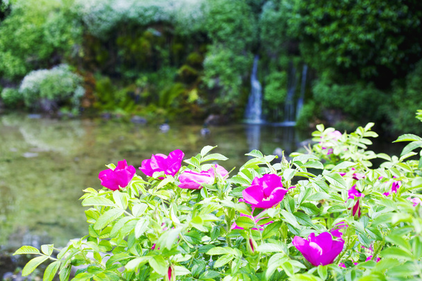 Fuchsia flowers - Photo, Image
