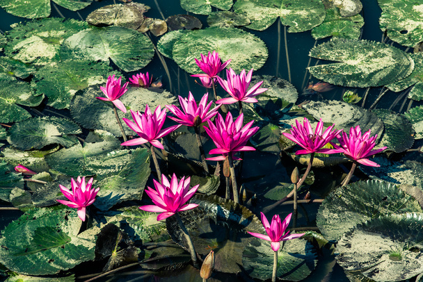 Vintage style group of lotus in the pond with mud leaf - Foto, Imagem