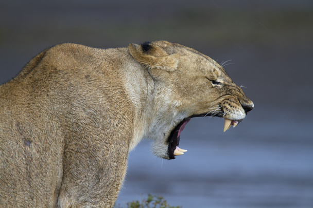 Retrato de león salvaje en su hábitat natural africano
 - Foto, imagen