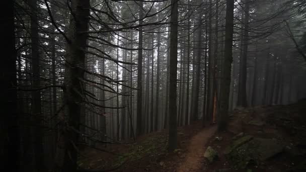 Foggy forêt d'automne
 - Séquence, vidéo