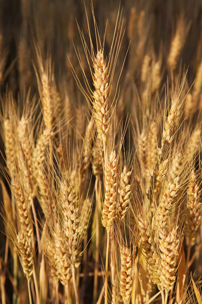 Campos de trigo
 - Foto, imagen