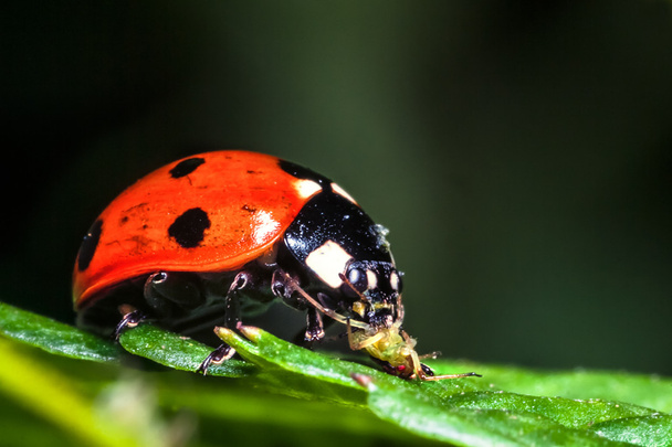 Ladybird et greenfly
 - Photo, image