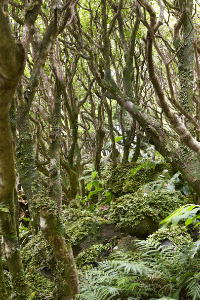 Subtropical green forest in Flores island, Azores archipelago. P - Fotografie, Obrázek