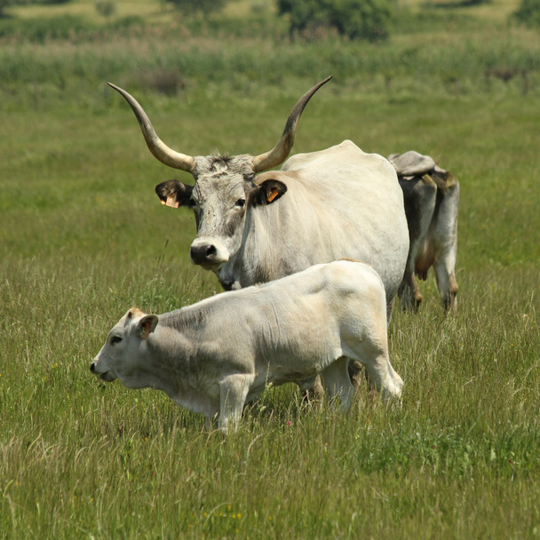 Maremmana ras van runderen - Foto, afbeelding