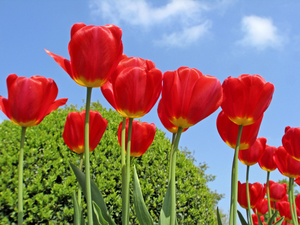 Tulipa "Веснянка", Дарвін гібридних tulip - Фото, зображення