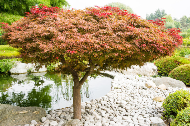 Maple árvore japonesa
 - Foto, Imagem