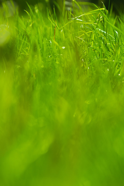 カラフルな緑の草 - 写真・画像