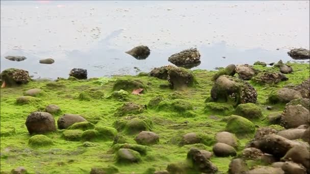 油とコケに覆われた海岸線に汚染 - 映像、動画