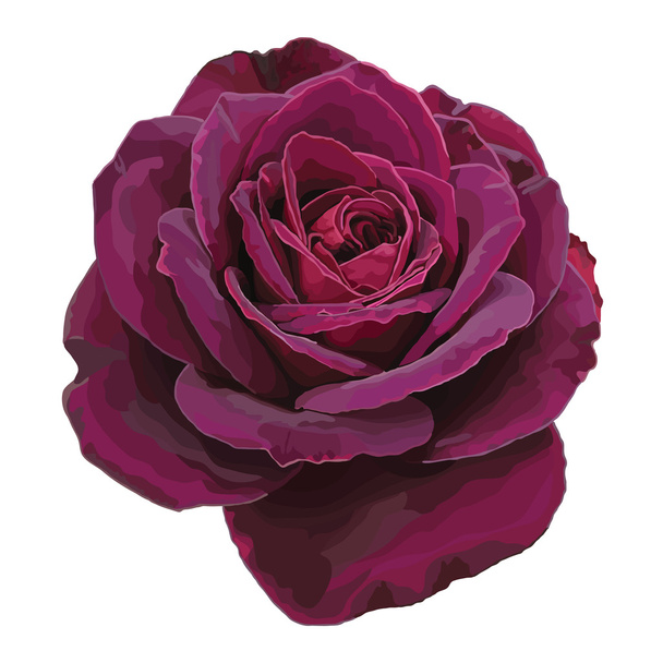 Rosa púrpura vector
 - Vector, Imagen